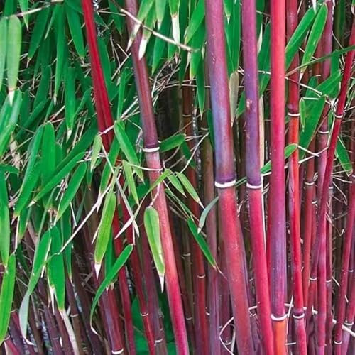 bambus samen bambuspflanze bambus samen winterhart wanddeko pflanzen stauden bonsai baum pflanzensamen exotische zimmerpflanzen samen bäume kaufen saatgut garten baumsamen 30pcs