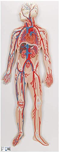 3B Scientific® Blutkreislauf-Modell – Humananatomie-Lehrmodell zur Darstellung des systemischen & pulmonalen Kreislaufs, Langlebiges PVC + Smart Anatomy App (5 Jahre Garantie)
