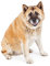 Hunde Aufkleber Sticker Akita