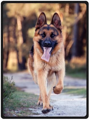 YISUMEI - 80 x 120 cm Decke - Netter Haustier Schäferhund Hund Fleecedecke,Kaschmir-Gefühl Kuscheldecke Geeignet für Bett oder Sofa