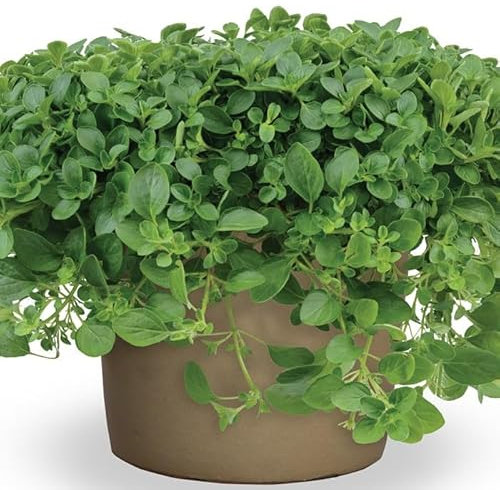 Planta de Orégano | DECOALIVE | Planta Aromática Natural |Planta Viva