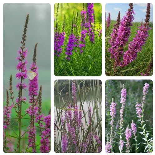 150 pcs Blutweiderich Pflanze Samen herbal nachhaltige geschenke für frauen Lythrum salicaria - ausgefallene geschenke wanddeko pflanzen kräutergarten geschenk, bodendecker winterhart