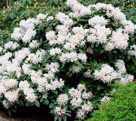 90pcs of Rhododendron Flower Seeds