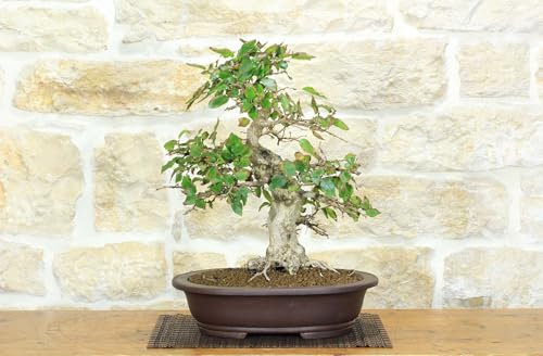 Bonsai di Carpino Coreano (11)