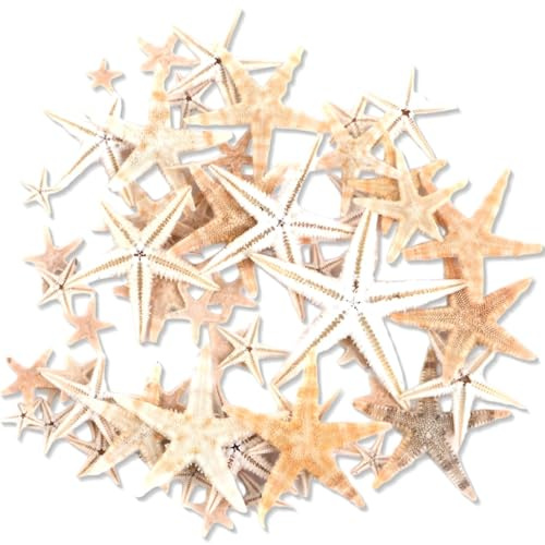 JEYORZY 50 Stücke Seestern Deko, Mini Seesterne, 1-2cm Seestern,Seesterne Natürliche Echte Deko für Strand-Themenparty Wohnkultur DIY Handwerk, Hochzeitsdekoration, Heimdekoration und Bastelprojekte