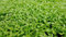 Lotto di 500 semi di crescione da giardino - Facile da coltivare - Da mangiare nella zuppa - Qualità gustativa - Ricco di vitamine - Garanzia di germinazione - 100% semi francesi e riproducibili