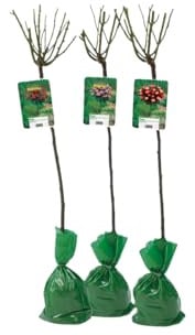 Mix 3er Set Stammrosen XXL rot, 2-farbig und pink 120-140cm winterhart mit Scholle