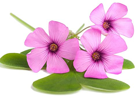 4 Stück zwiebeln oxalis triangularis pflanze Kleeblätter Glücksklee pflanzen winterhart draußen balkon garten gartenblumen kunst pflanzen fürs zimmer frühblüher zwiebeln
