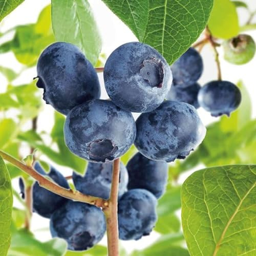 Heidelbeere 'Polaris' - Vaccinium corymbosum - Heidelbeere mit süß-säuerlichen Beeren - Pflanze im 3 Liter Topf