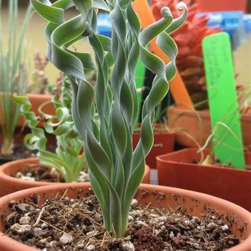 Pianta Albuca Spiralis bulbi,Giardinaggio,albuca spiralis pianta vera,Piante erbacee perenni,Ambiente paesaggistico,interno,piante grassa(senza semi,non artificiali)-6bulbi-A
