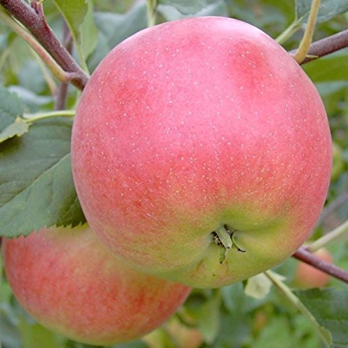 Apfelbaum Rubinola (S) robuster Herbstapfel Halbstamm mit ca. 150-170 cm im 9,5 Liter Topf MM 111