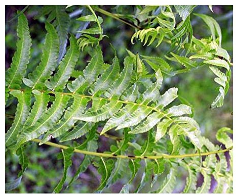 Anisogonium esculentum - Gemüse Farn - 100 Samen