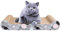 LIKEA Rascador para Gatos de Cartón Cama Rascador con Catnip Orgánico Diseño de Doble Cara con Materiales Ecológicos con Estampados Divertidos 45 x 25 x 7 cm