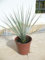 Yucca rostrata, una planta joven de 45/50 incl. raizes