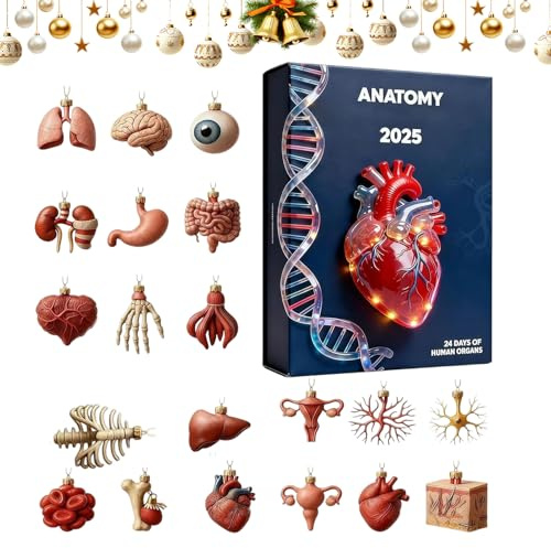 Anatomischer Adventskalender 2025 | 24 Tage | Wissenschaftlicher Schmuckkalender mit 2D-Anhänger aus Acryl | Adventskalender für Körperorgane für Ärzte