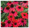 1 x Echinacea purpurea 'Lakota Red' (Stauden/Staude/Mehrjährig/Winterhart) Roter Purpursonnenhut - Feurige Blütenpracht für leuchtende Beete - sehr Insekten- und Bienenfreundlich - von Stauden Gänge