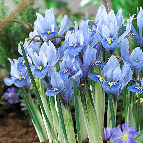 Bulbi iris,Bouquet di fiori carini che ondeggiano al vento,Fai regali ai nobili nel tuo cortile-2,4bulbis