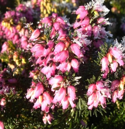 Erica carnea Eva immergrüne Winterheide 10-15 cm