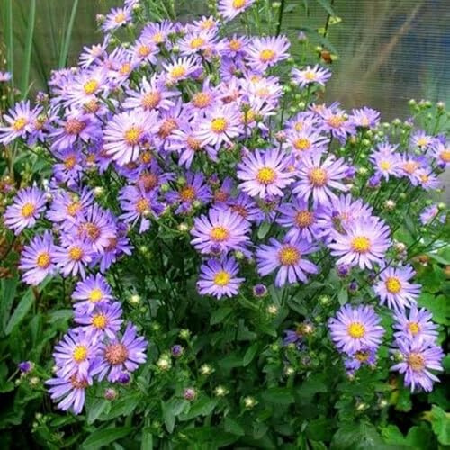 Buy4seeds Aster AMELLUS - Rudolph Goethe - 100 Seeds - Dwarf - Rockery Flower Perennial