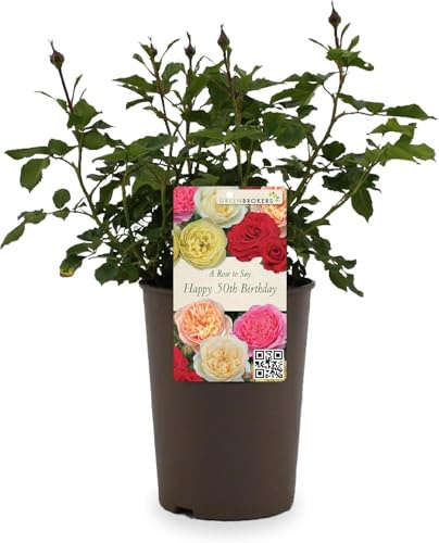 Beautiful Peach Orange Gift Rose -  To Say Happy 50th Birthday - Gift Wrap Included | Modern Garden Hybrid Bush Rose - 3L Potted Floral Flowers