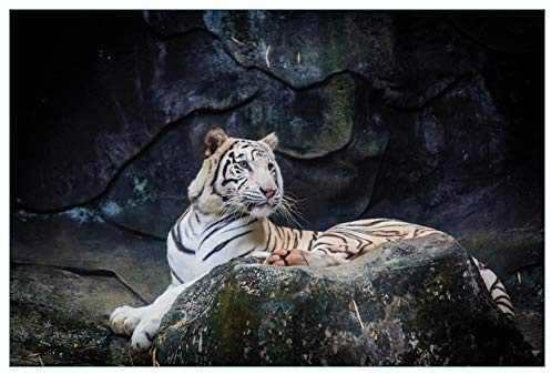 Wallario Küchenrückwand selbstklebend 90 x 60 cm, Motiv: Weißer Tiger auf einem Felsen | Spritzschutz abwischbar & pflegeleicht