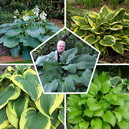 Riesen Hosta Mehrjährig Pflanzen Kollektion, Funkien Mix von 5 Hybriden in 5 Sorten, Große Funkia Winterharte Nacktwurzel Stauden aus Holland (kein Samen Zwiebeln) Perfekt als Bodendecker im Schatten