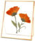 REDHUGO Gepresste Blumenrahmen, Glas-Schwebeframe zur Anzeige von getrockneten Pflanzenspezimenbildern, Hängender Messingbilderrahmen mit Kette, Doppeltes klares Glas, Vintage-Wanddekoration, Rechteck