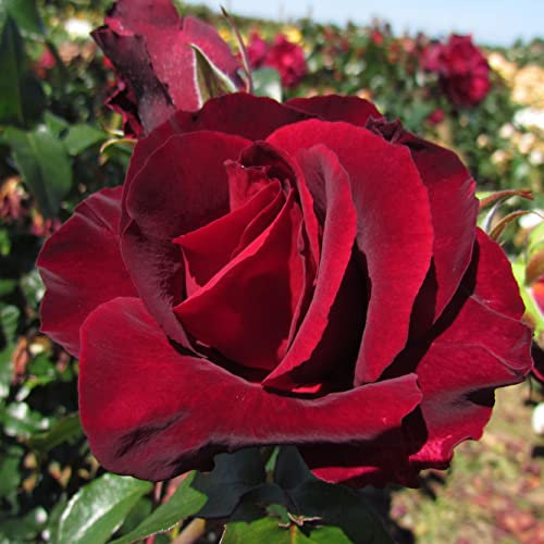 Lots of Love - 5.5lt Potted Hybrid Tea Garden Rose Bush - Beautiful Deep Red Frilled Edged Blooms, Strong Spicy Fragrance - Exclusive!