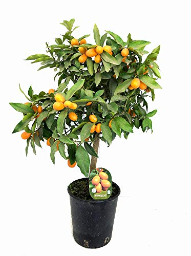 Kumquat en maceta de 21cm 80cm de alto naranjo chino citrico.