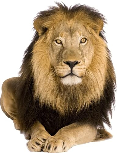 GRAZDesign Wandtattoo Löwe Savanne Afrika Tattoo liegend Wandsticker Deko Aufkleber 3d - 65x50cm