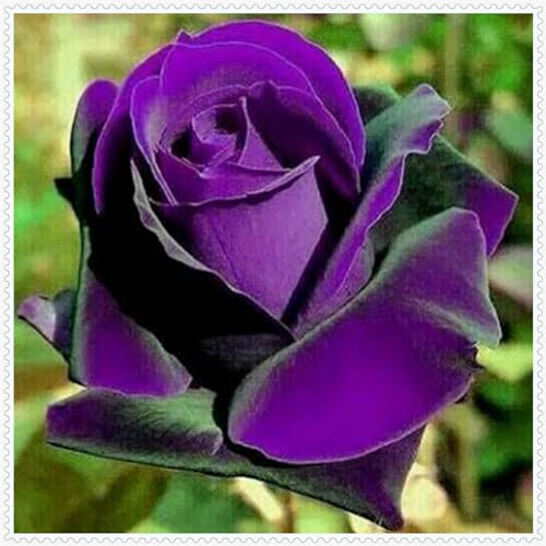 Rosenpflanze, mehrjährige Strauchrose, Gartendekoration, wächst gut in Töpfen-1 Pflanze-C