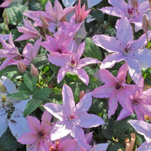 Clematis 'Hagley Hybrid' - Old Man's Beard Hardy Shrub - Versatile Late Flowering Clematis for Small Gardens - Pink-Mauve Flowers – 1x 9cm Potted Plant by Thompson & Morgan