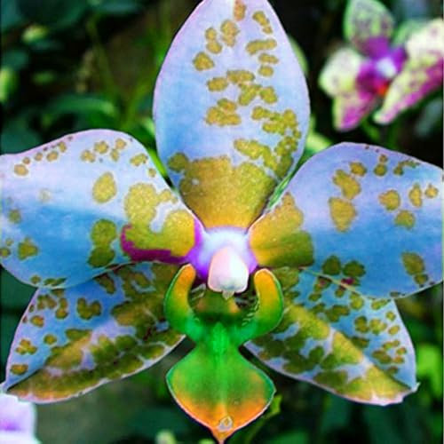 Radiant Cymbidium Orchid Bulbs – Jumbo Blooms for Holiday Displays – Easy-Grow Indoor Flowers, Perfect Decor-4 Bulbs-C