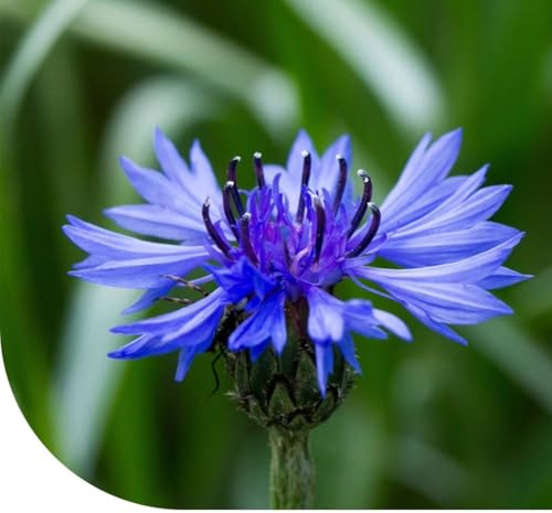 MRS Graines de bleuet - Centaurea cyanus - 300.000 graines - Fleurs bleues à violettes - Très faciles à semer et à entretenir