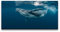 Paul Sinus Leinwandbild 120x60cm Wal Buckelwal unter Wasser Ozean Meer Tauchen