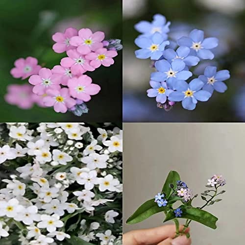 100 Stück vergissmeinnicht samen geschenk blumenwiese mehrjährig winterhart winterharte stauden mix wanddeko pflanzen blumensamen balkon balkon pflanze wiesenblumen samen