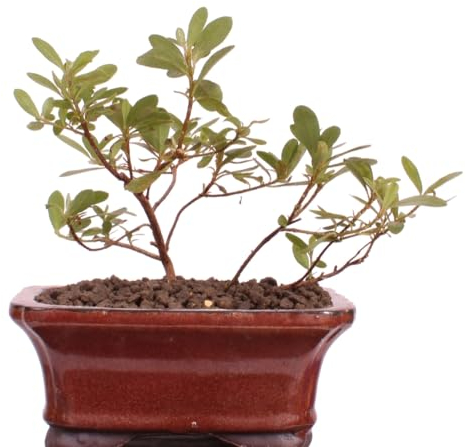 Bonsai - Japanische Satsuki Azalee 'Kogetsu', Rhododendron indicum 201/205