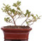 Bonsai - Japanische Satsuki Azalee 'Kogetsu', Rhododendron indicum 201/205