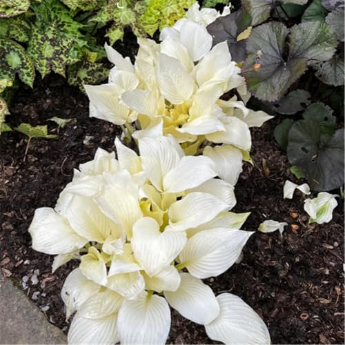 Hardy Perennial,Canna Plants UK, Excellent Display Hosta tubers - Large perennials - Great as Ground Cover in The shade-4bulbs-C