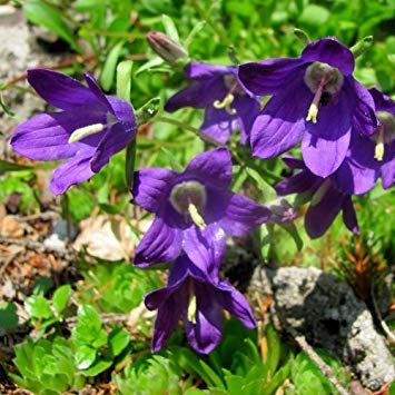 Potseed - Semillas Campanula bellidifolia