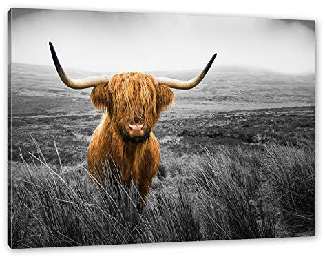 Pixxprint Highland Rind mit großen Hörnern Steppe B&W Detail, Größe: 100x70cm, Leinwandbild, fertig gespannt, Wandbild, Dekoration, Kunstdruck, kein Poster