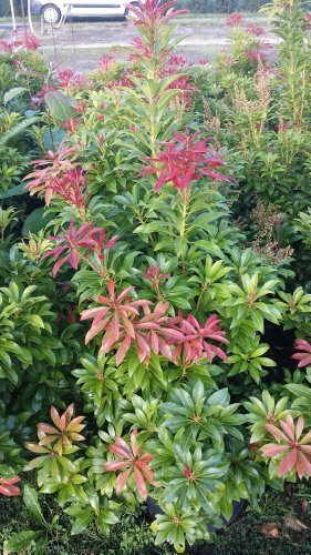 Schattenglöckchen Pieris japonica Mountain Fire 30-40 cm hoch im 3 Liter Pflanzcontainer