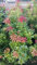 Pieris japonica 'Mountain Fire' 30-40 cm, 3L Topf – Immergrün, Winterhart, Pflegeleicht – Schattenglöckchen – Zierstrauch für Garten & Kübel