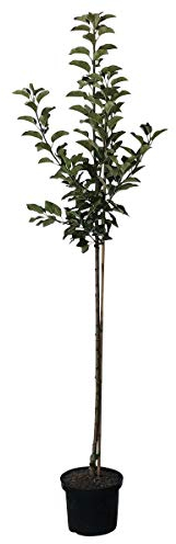 Apfelbaum Topaz (S) robuster Winterapfel Halbstamm 150-170 cm im 10 Liter Topf Unterlage M7