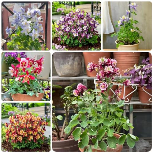 1000 Pcs Akelei Pflanzen Samen - Columbine - Saatgut Blumenbeet, Exotische Pflanzen Winterhart (Aquilegia Vulgaris) Winterharte Pflanzen Für Garten, Winterharte Blumen Wildblumensamen,
