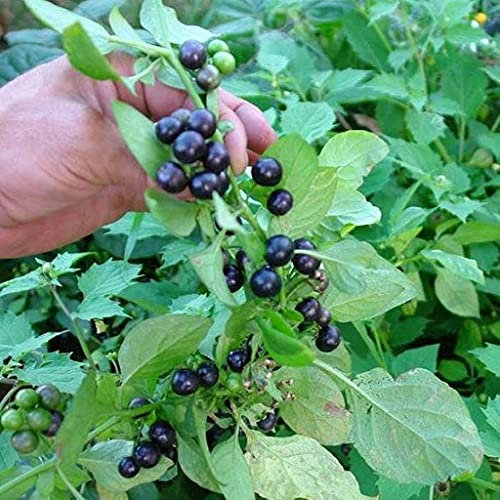 25pz Pianta Mirtillo Rosso