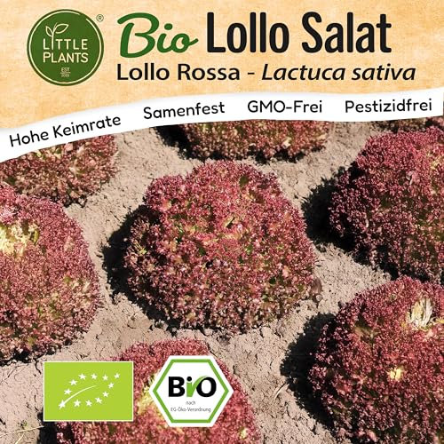 Little Plants BIO Lollo Rossa Salat Samen 500 Salatsamen Pflücksalat Gemüsesamen für Gemüsegarten Samenfest Gemüse Samen für Küche, Balkon und Garten