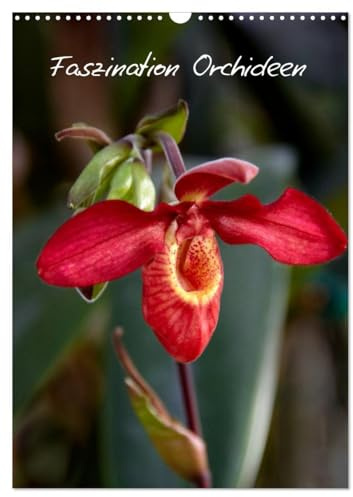Faszination Orchideen (Wandkalender 2026 DIN A3 hoch), CALVENDO Monatskalender: Der Kalender für den Orchideen-Liebhaber (CALVENDO Natur)