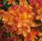 Azalee Golden Eagle 30-40cm - Rhododendron luteum - Alpenrose