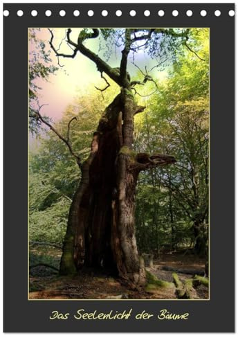 Das Seelenlicht der Bäume (Tischkalender 2026 DIN A5 hoch), CALVENDO Monatskalender: Uralte Baumriesen mit ihrer Ausstrahlung (CALVENDO Natur)